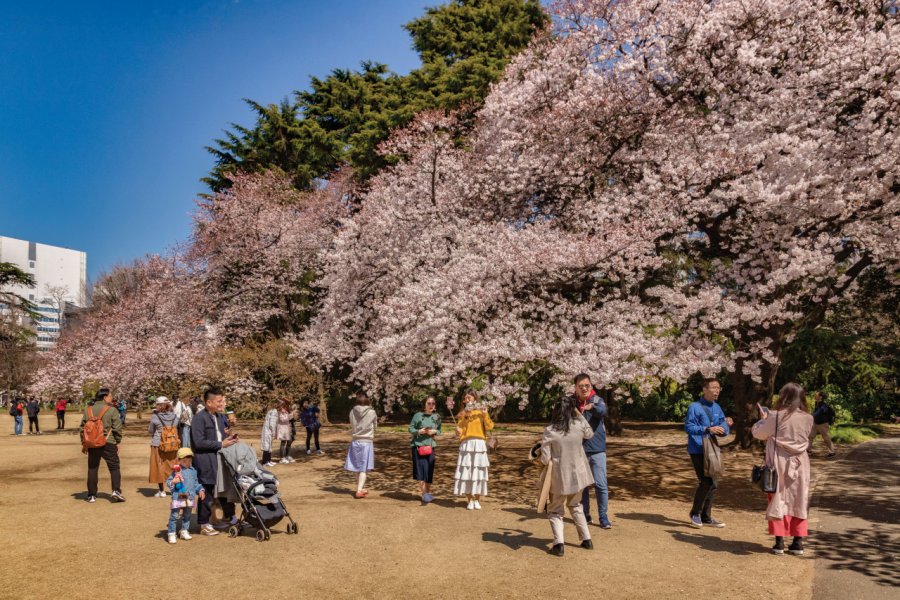 Le festival Hanami à Shinjuku Gyoen)