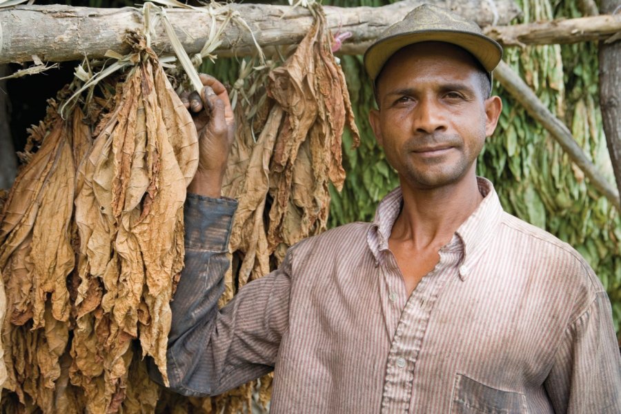 Séchage des feuilles dans une plantation de tabac dans la vallée du Cibao. Irène ALASTRUEY - Author's Image