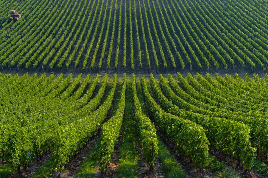 Vignoble bordelais. FreeProd - stock.adobe.com