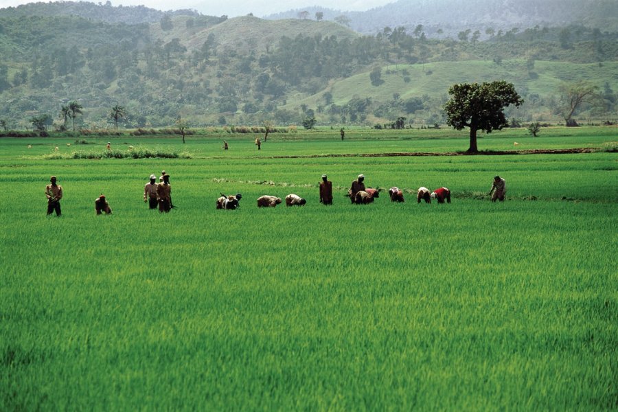 Rizières de la vallée de Cibao. Author's Image