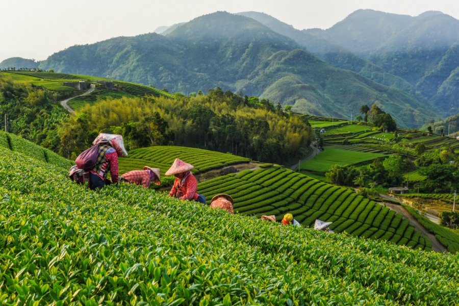 Plantations de thé à Alishan. weniliou - Shutterstock.com