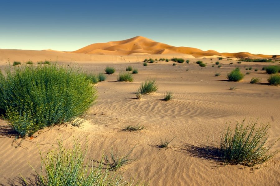 Désert du Sahara. Saida Shigapova / Shutterstock.com