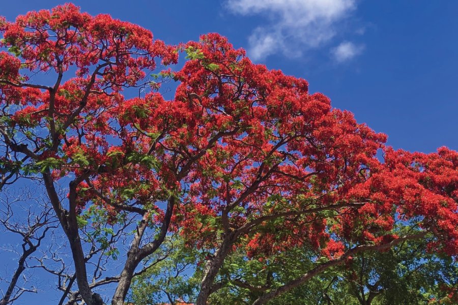 En décembre, les flamboyants fleurissent. Cathyline DAIRIN