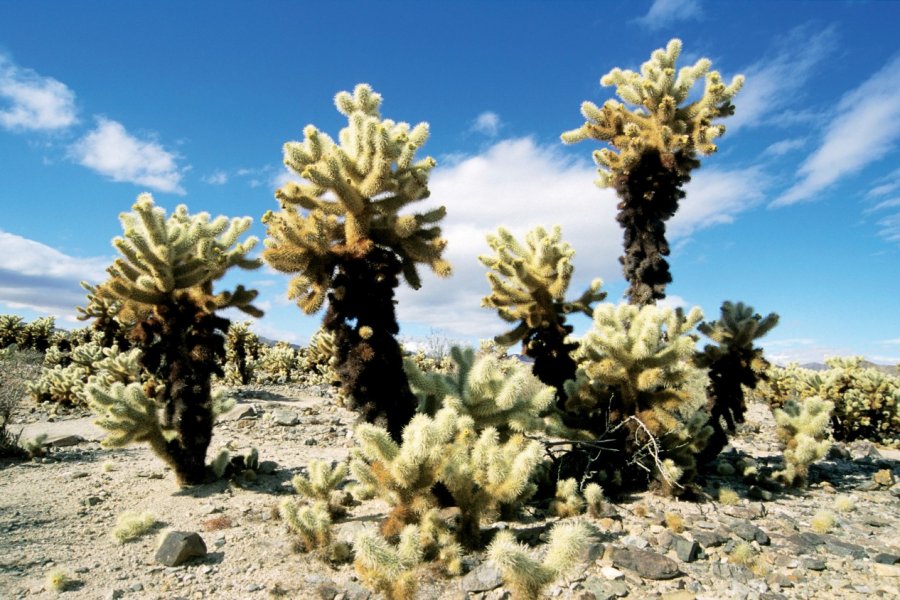 Joshua Tree National Park, Cholla Garden. Author's Image