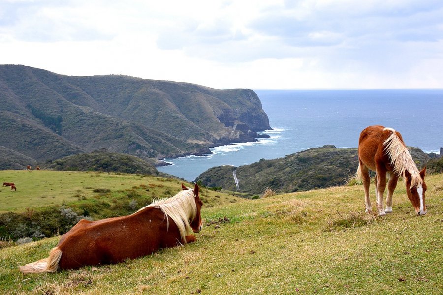 Chevaux sur les falaises des îles Oki. Maxime DRAY