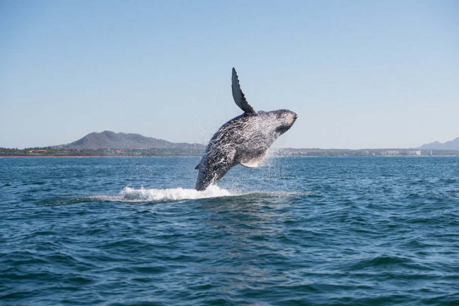 Observation des baleines depuis le port de Tofino. blakerandall811 - Adobe Stock