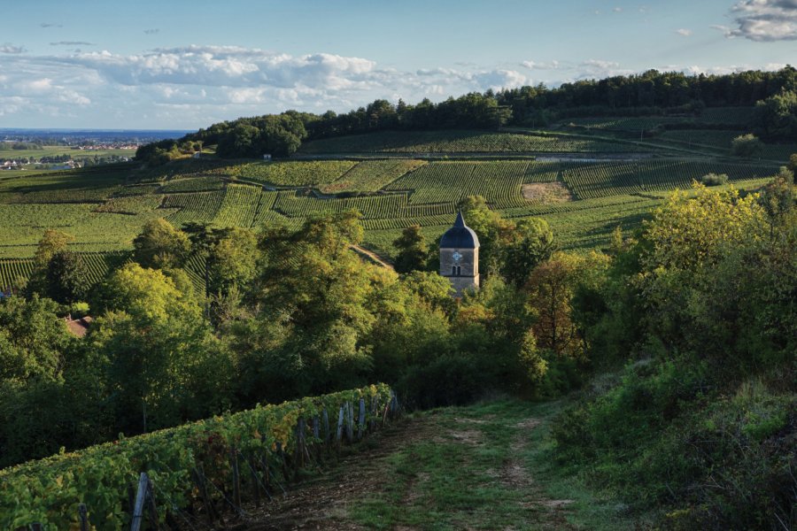 Au coeur du vignoble de Chambolle-Musigny. tunart - iStockphoto.com