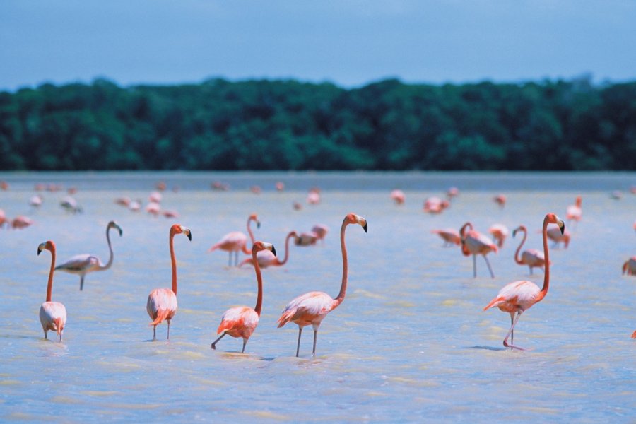 Celestún se trouve près du Parque Natural del Flamenco Mexicano, une réserve naturelle qui attire de nombreux flamants roses. Author's Image