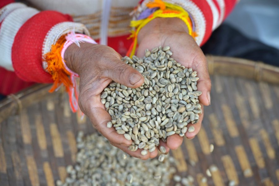 Une femme en train de trier des graines de café à Paksong sur le Plateau des Boloven. Oscar Espinosa - Shutterstock.com