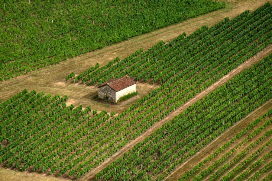 Vignoble de Cahors. Pixelmania - stock.adobe.com