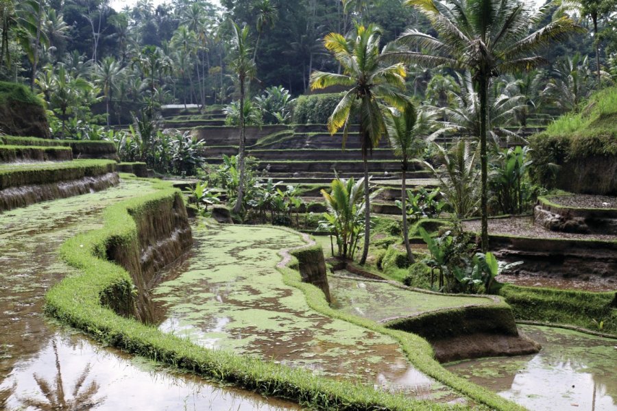 Rizières de Tegallalang, parmi les plus belles de Bali. Stéphan SZEREMETA