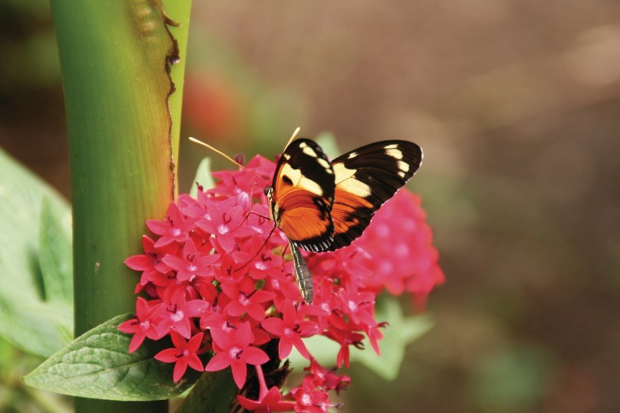 Les fermes de papillons de Mindo abritent des espèces multicolores. Stéphan SZEREMETA
