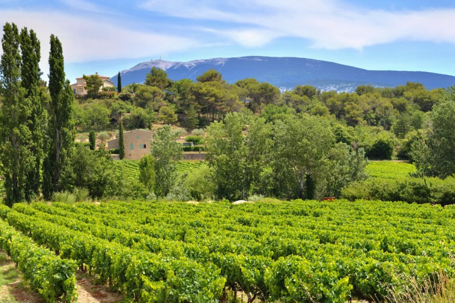 Découverte du vignoble vauclusien. sanddebeautheil - Shutterstock.com