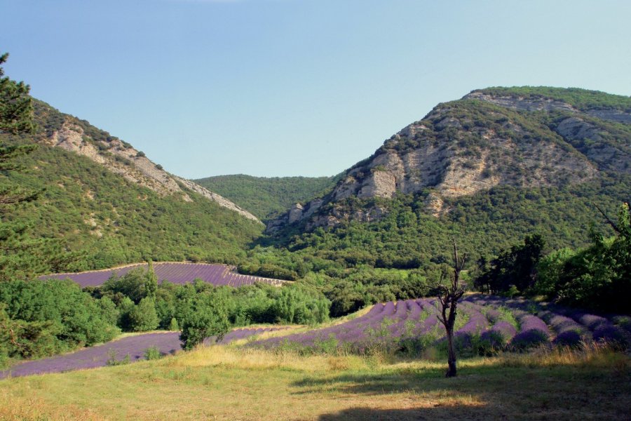 Champ de lavande PHOVOIR