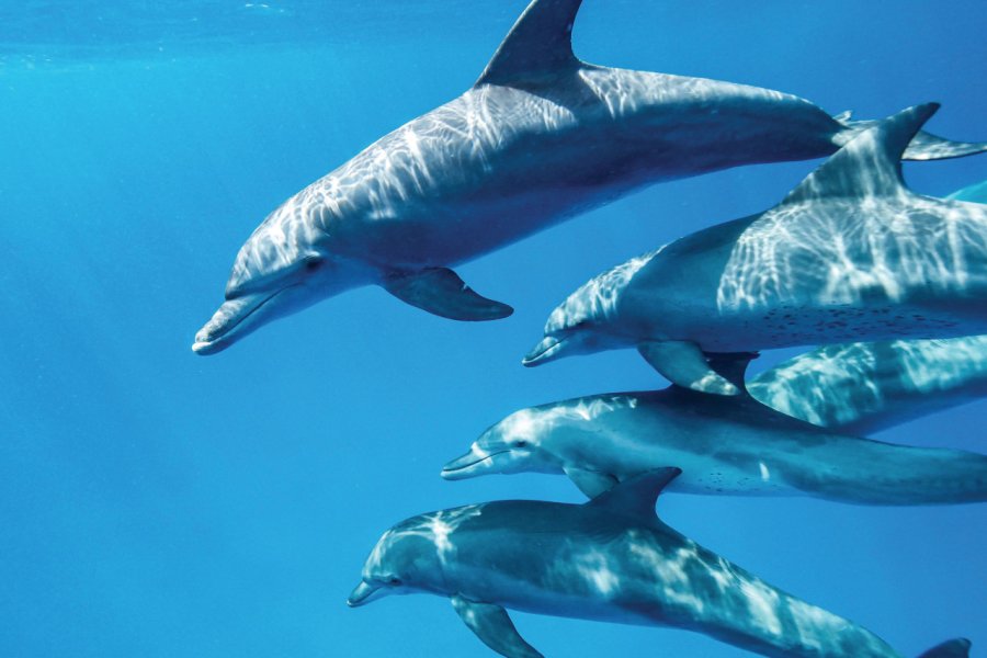 Dauphins dans le lagon de Mayotte Serge Melesan - istockphoto.com