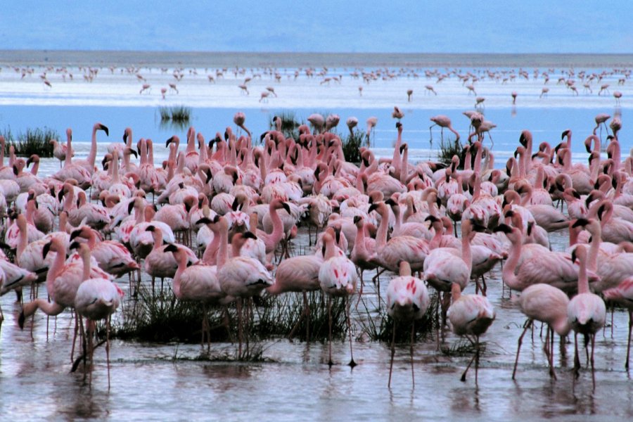 Lac Eyasi, flamants roses Tom Pepeira - Iconotec