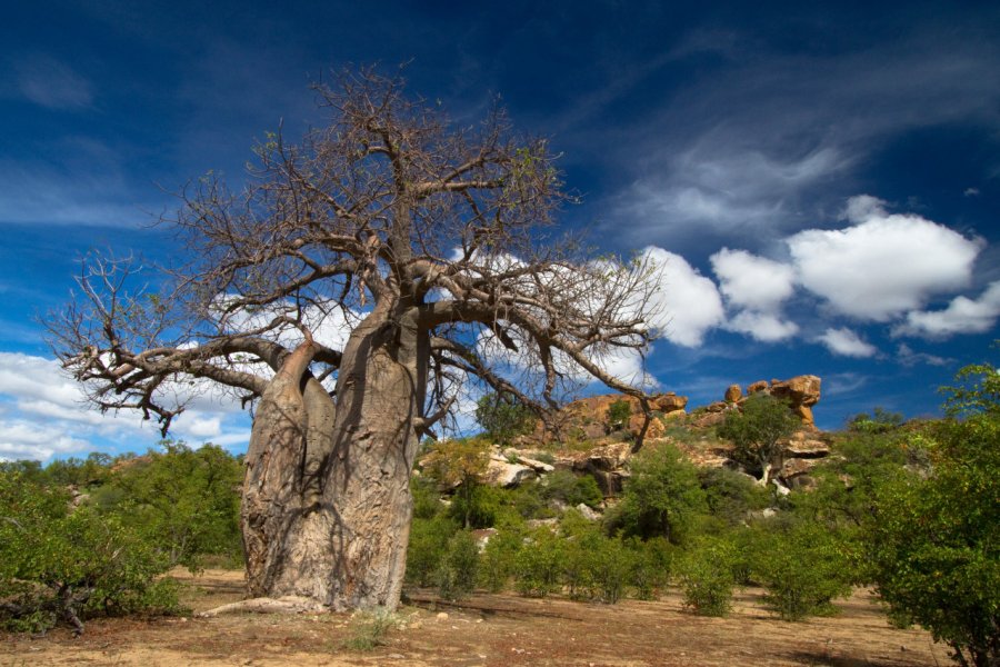 Baobab dans Mapungubwe national park. Villiers Steyn - Shutterstock.com
