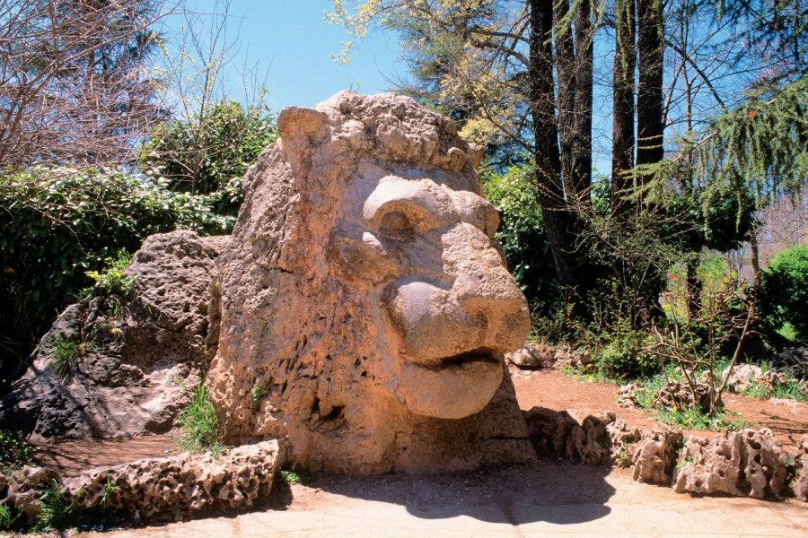 Ifrane, le lion de l'Atlas. Author's Image