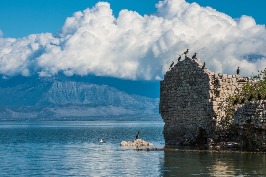 Cormorans pygmées sur le lac Skadar. Katya Scekic - Shutterstock.com