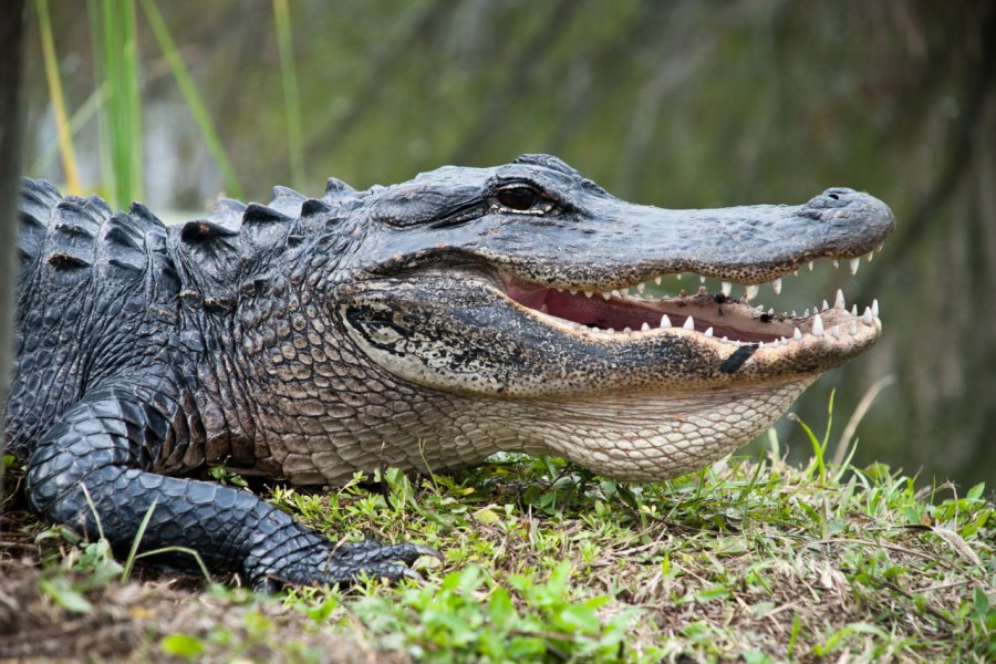 Allgator, Everglades national park. RICIfoto - Shutterstock.com