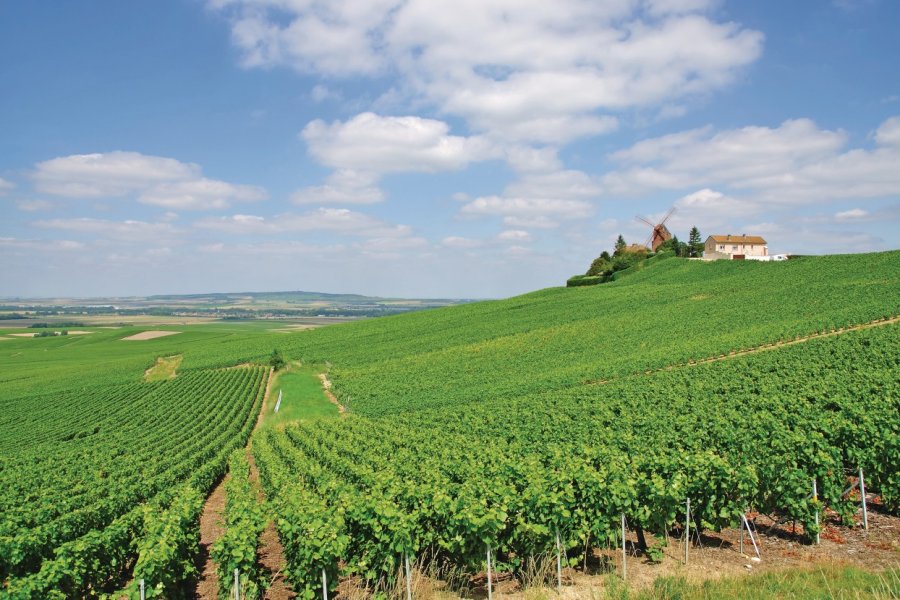 Vignoble de Verzenay (© travelpeter - Fotolia))