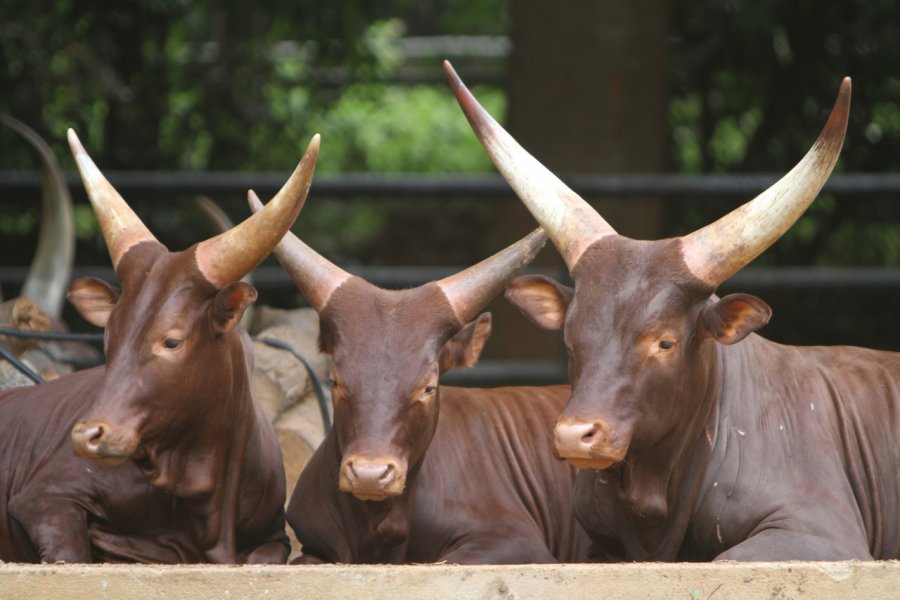 Boeufs au zoo de Melaka Stéphan SZEREMETA