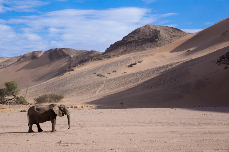 Eléphant du désert, Twyfelfontein. francesco de marco - Shutterstock.com