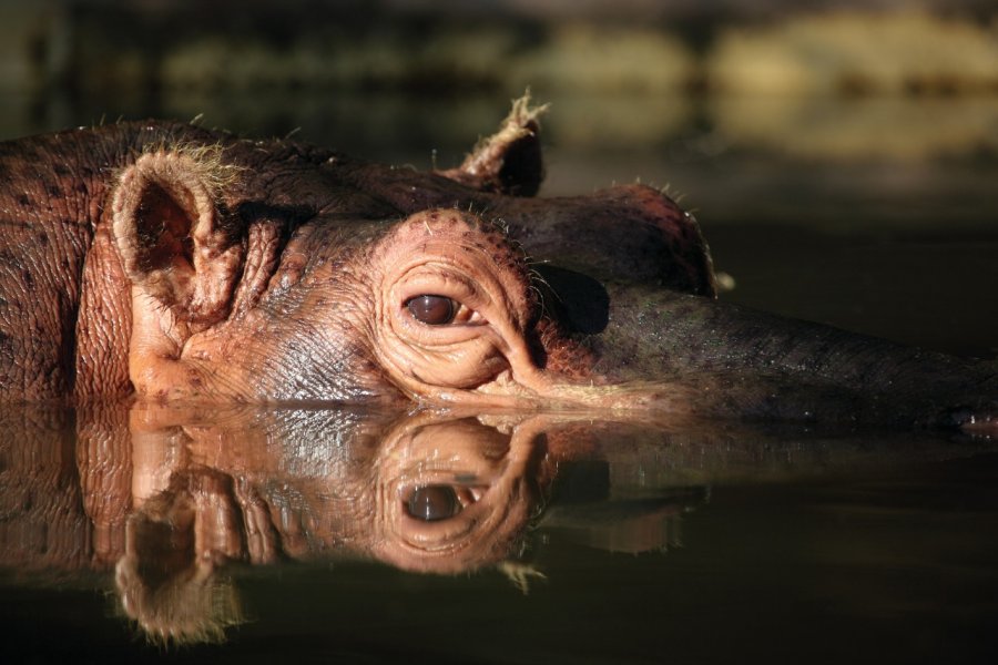 Hippopotame du Touroparc. Touroparc.Zoo