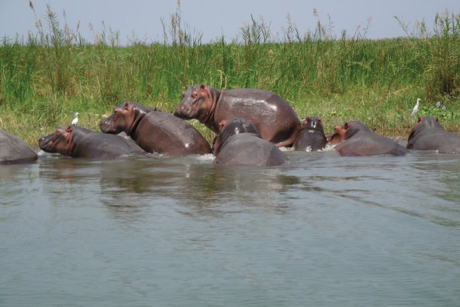 Hippopotames dans le parc de la Rusizi. Julia GASQUET