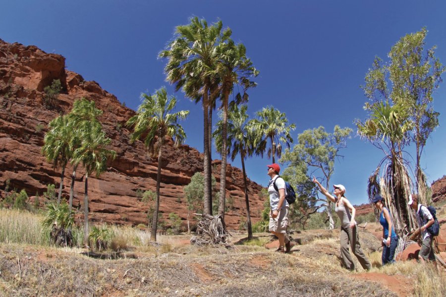 Palm Valley. Tourism Northern Territory / Steve Strike