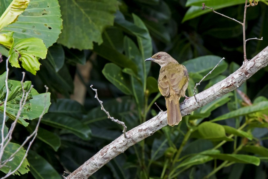 Bulbul à ailes d'olive dans le Parc national de Similajau Wright Out There - Shutterstock.com