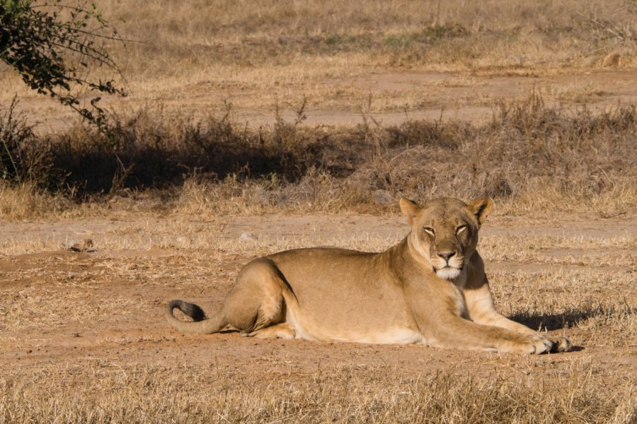 Lionne dans la savane. Jonathan Kartt