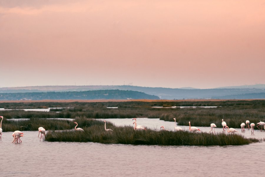 Flamants roses près de Narbonne. Nicolas VINCENT - Shutterstock.com