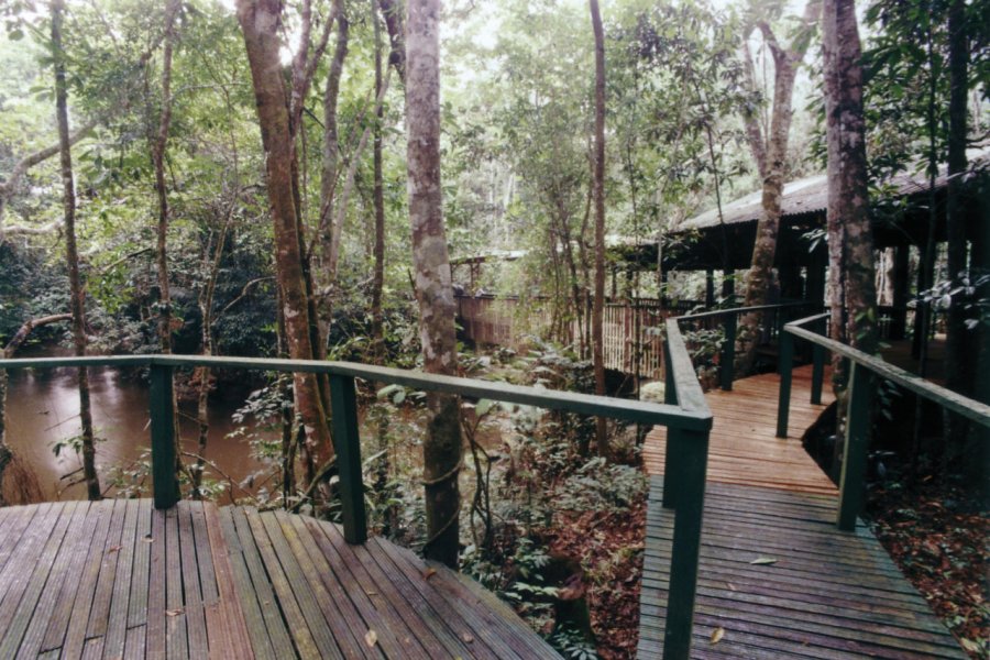 Le parc d'Ankasa se trouve à seulement 10 km de la frontière ivoirienne. Ghana Tourist Board