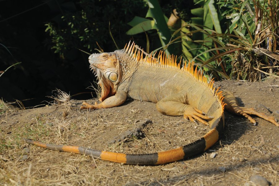 Iguane vert à Muelle, Alajuela. Tanguy de Saint-Cyr