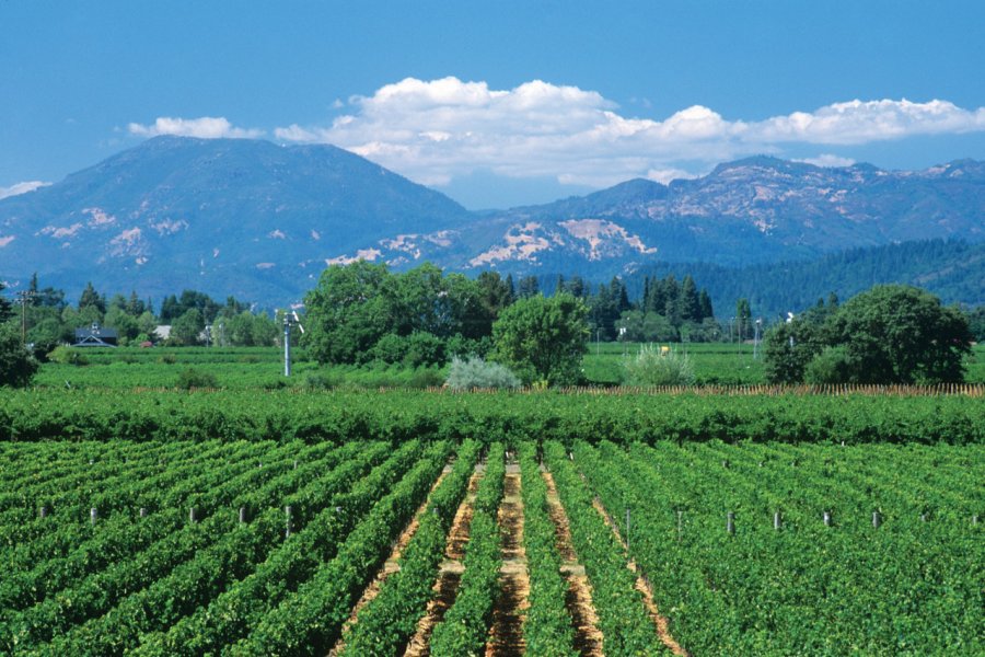 Vignoble de Calistoga, Napa Valley. Johnrandallalves - iStockphoto