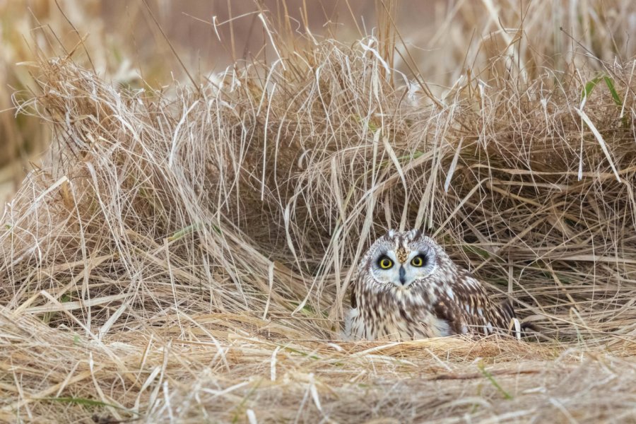 Hibou des marais. KenCanning - iStockphoto.com