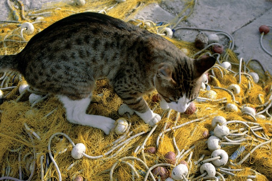 Chat sur un filet de pêche. Ana NEVENKA - Iconotec