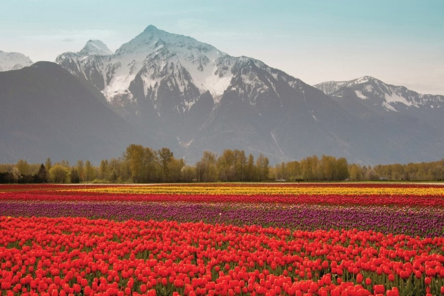 Tulipes devant le Cheam Peak, à Chilliwack. KarenMassier - iStockphoto