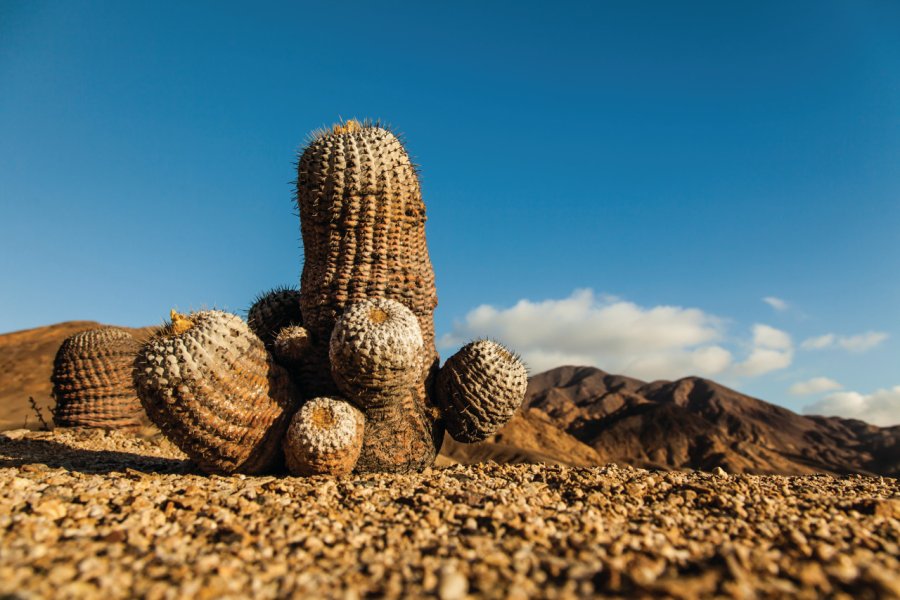 Les cactus du parc national Pan de Azucar Arnaud BONNEFOY