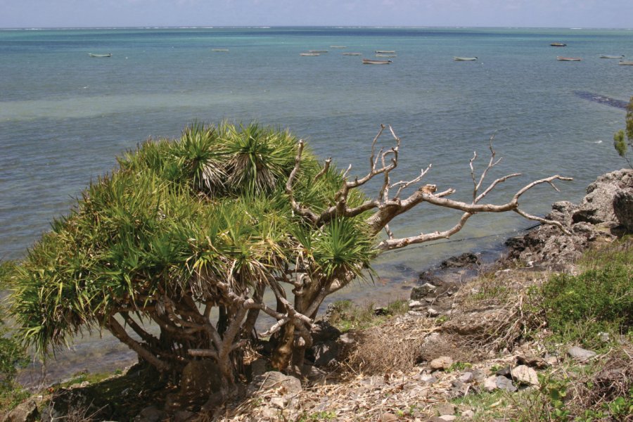 Le vacoas, un arbre omniprésent à Rodrigues. Cathyline DAIRIN