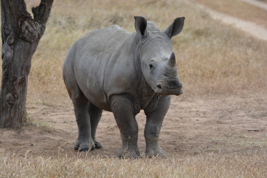 Rhinocéros blancs à Solio. Axel  JUMELIN