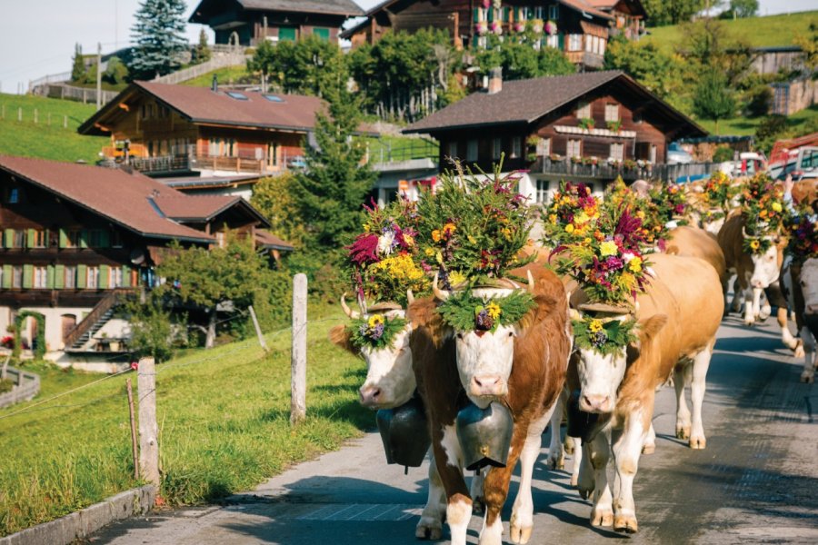 Les vaches de Simmental. Nicolas McComber - iStockphoto