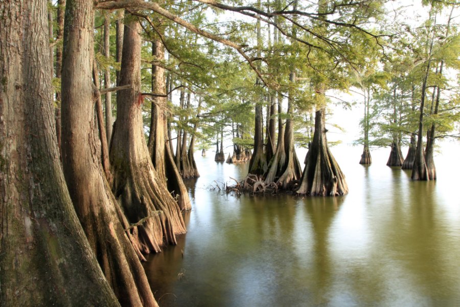 On trouve les cyprès chauves dans les eaux marécageuses des bayous. Steve Bower - Shutterstock.com