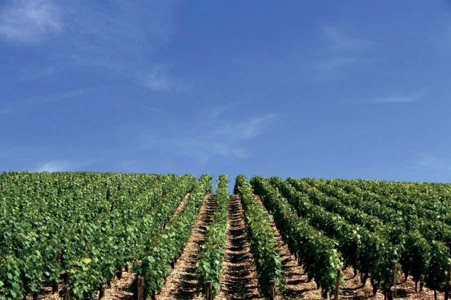 Vignoble de Chablis. (© AM stock nature))