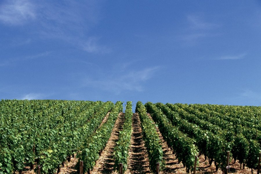 Vignoble de Chablis. AM stock nature