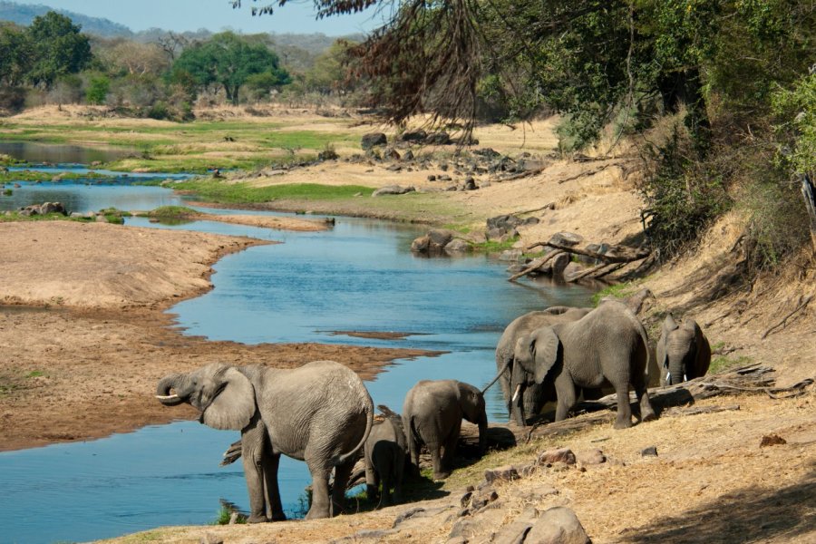 Éléphants du parc national de Ruaha. Andrew Molinaro / Shutterstock.com