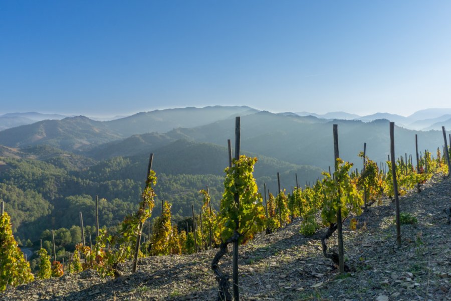 Vignobles du Priorat. Jacob - stock.adobe.com