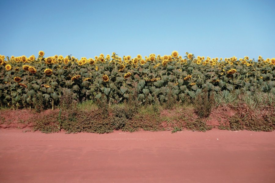 Champs de tournesol à San Pedro. Nicolas LHULLIER