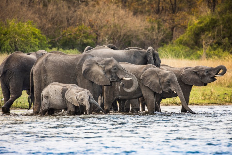 Eléphants, Liwonde national park. Radek Borovka - Shutterstock.com